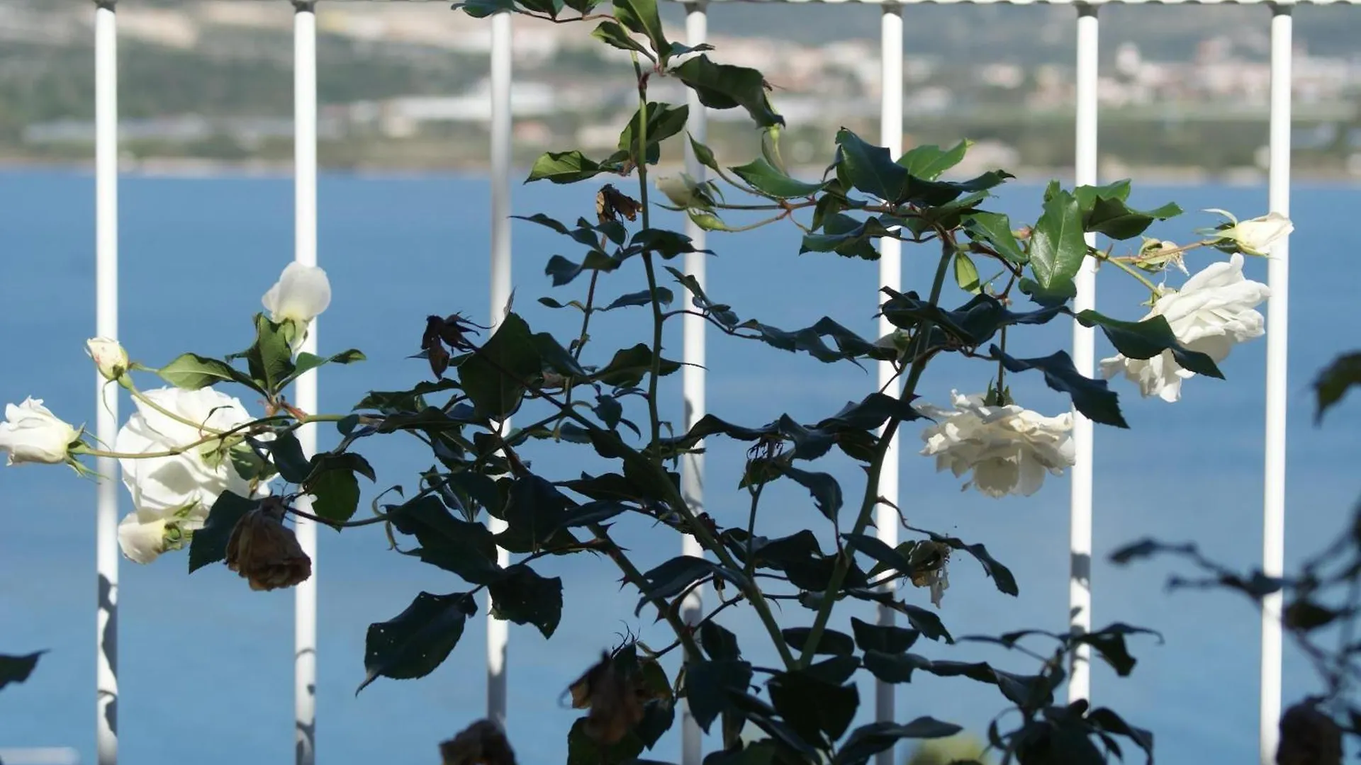 Wohnung 1 Im Erdgeschos Mit Terrasse Und Meerblick Trogir 0*,  Kroatien